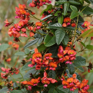 Kennedia coccinea